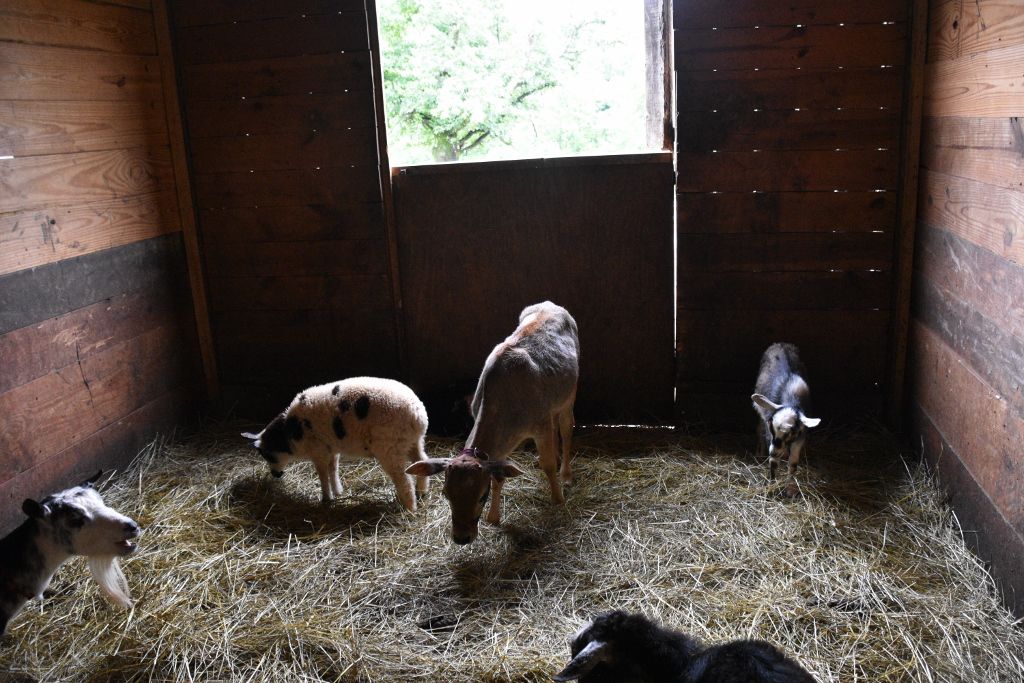 mimosa farm 2019 099 (1024x683).jpg